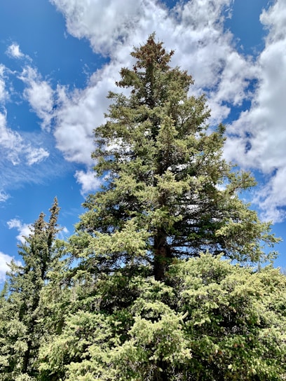 A calm forest of dark timber trees under a bright sky, symbolizing steady growth and long-term commitment.