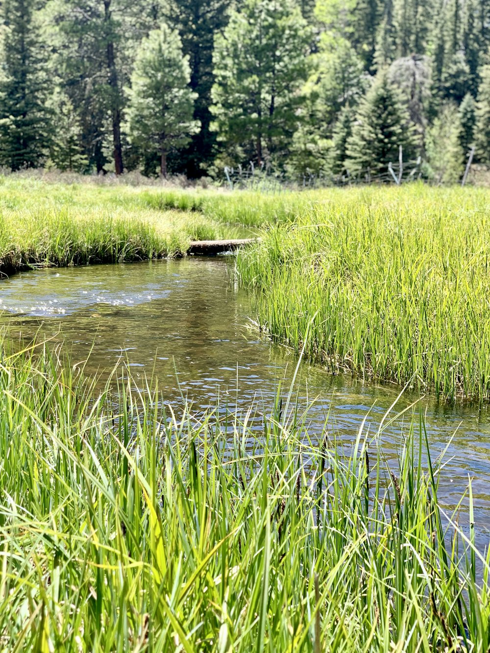 Champ d’herbe verte près d’un plan d’eau pendant la journée