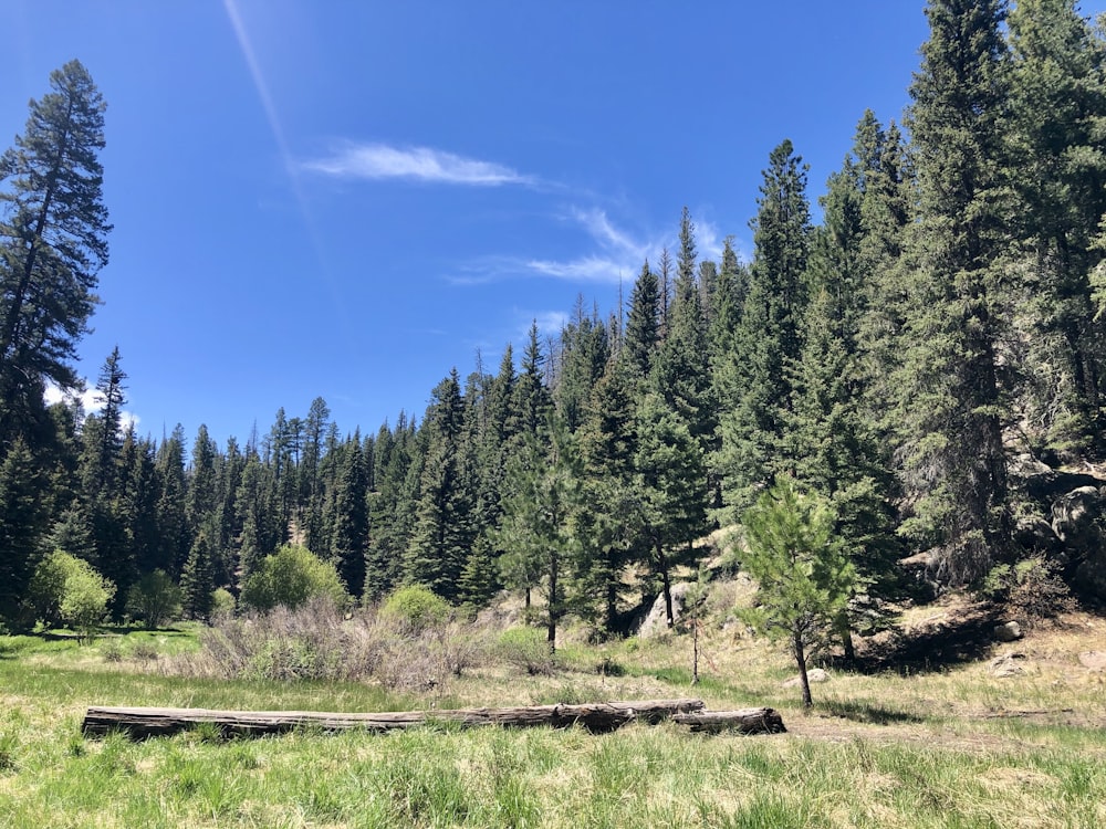 green pine trees under blue sky during daytime