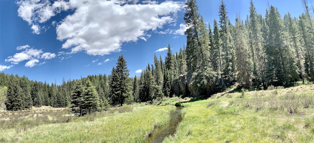 green pine trees under blue sky and white clouds during daytime