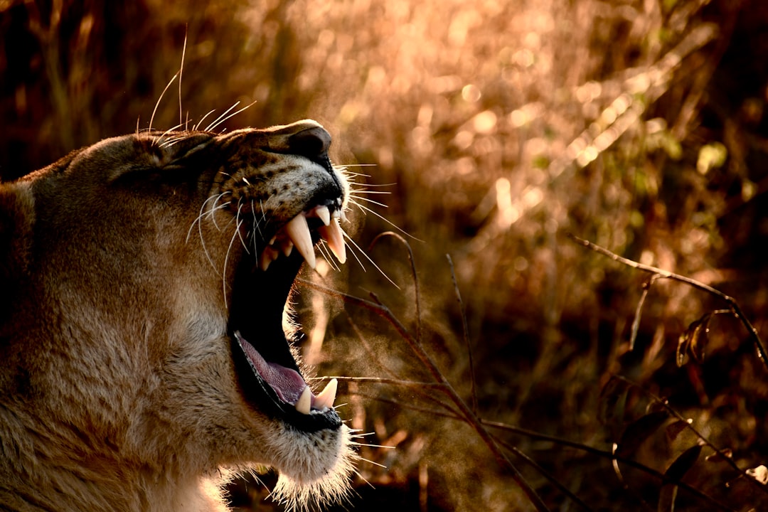 brown and black tiger on brown grass during sunset