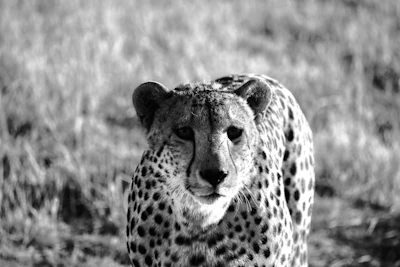A close-up of a cheetah’s intense gaze as it surveys the grasslands.