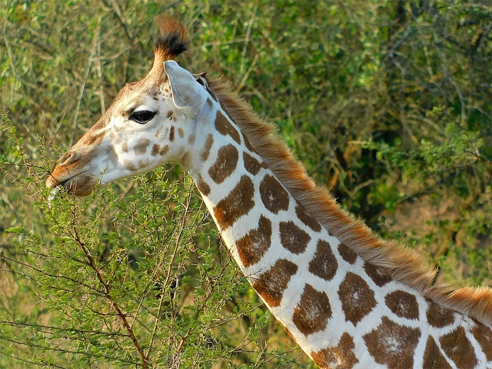 giraffe eating grass during daytime