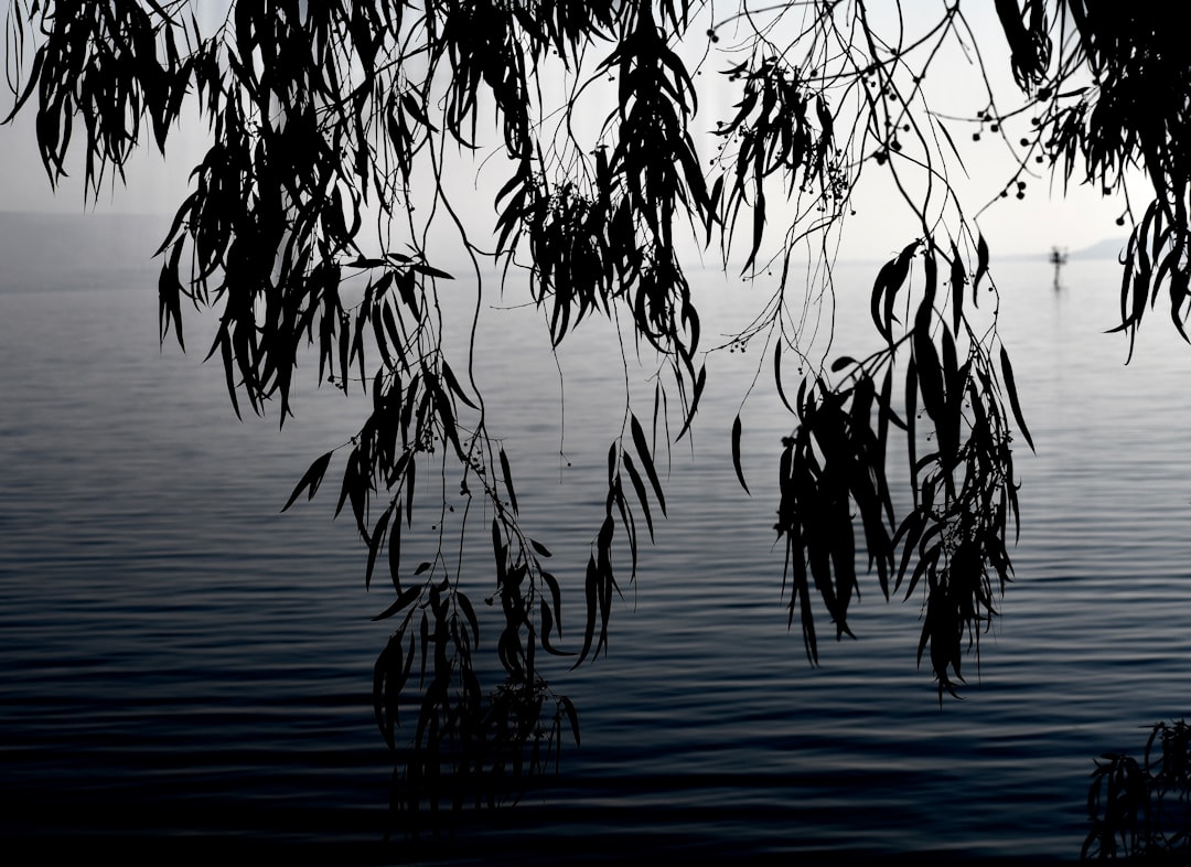 green leaf plant near body of water during daytime