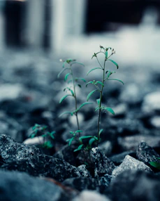 green plant on gray rock