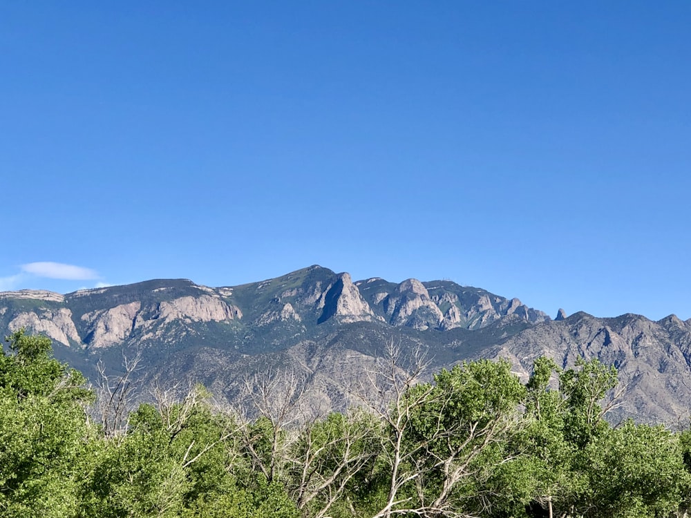 green trees near mountain under blue sky during daytime