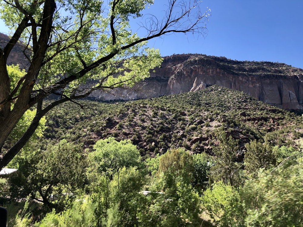 green trees on rocky mountain during daytime