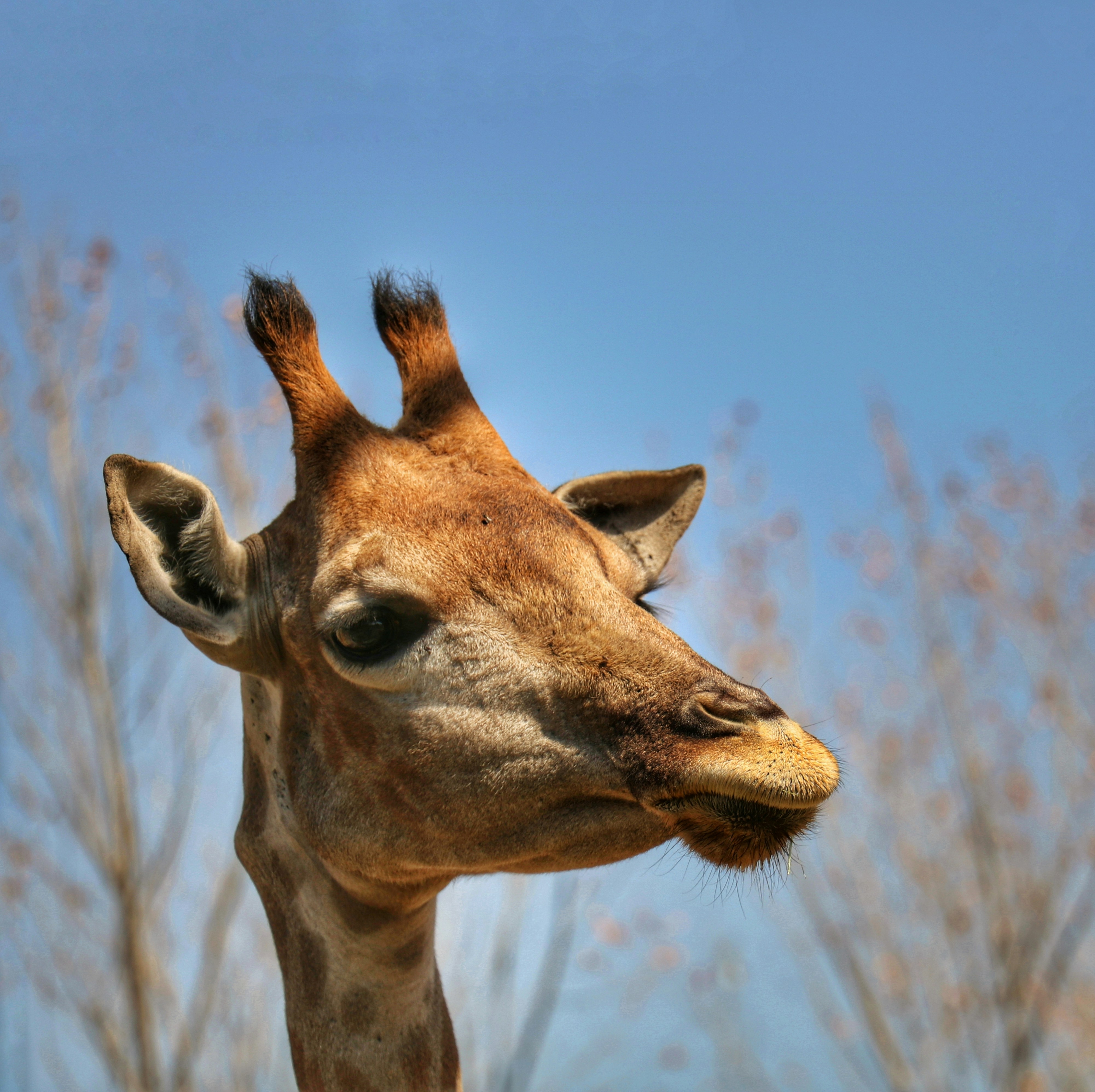 brown giraffe under blue sky during daytime