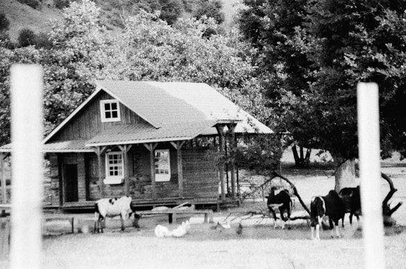 A rustic, wooden house stands amid a rural setting with trees surrounding it. Cows graze peacefully in the foreground, and there are a few white chickens scattered nearby. The atmosphere is serene, suggesting a countryside environment.