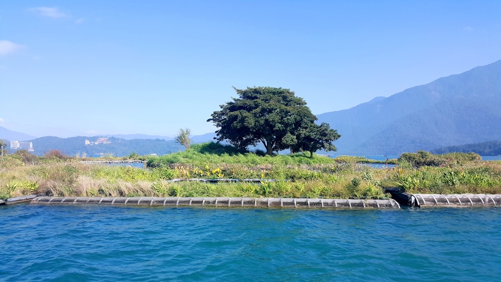 green trees near body of water during daytime