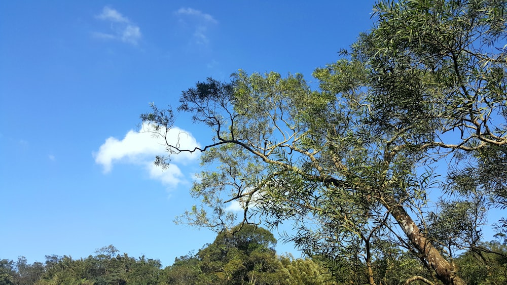 green trees under blue sky during daytime