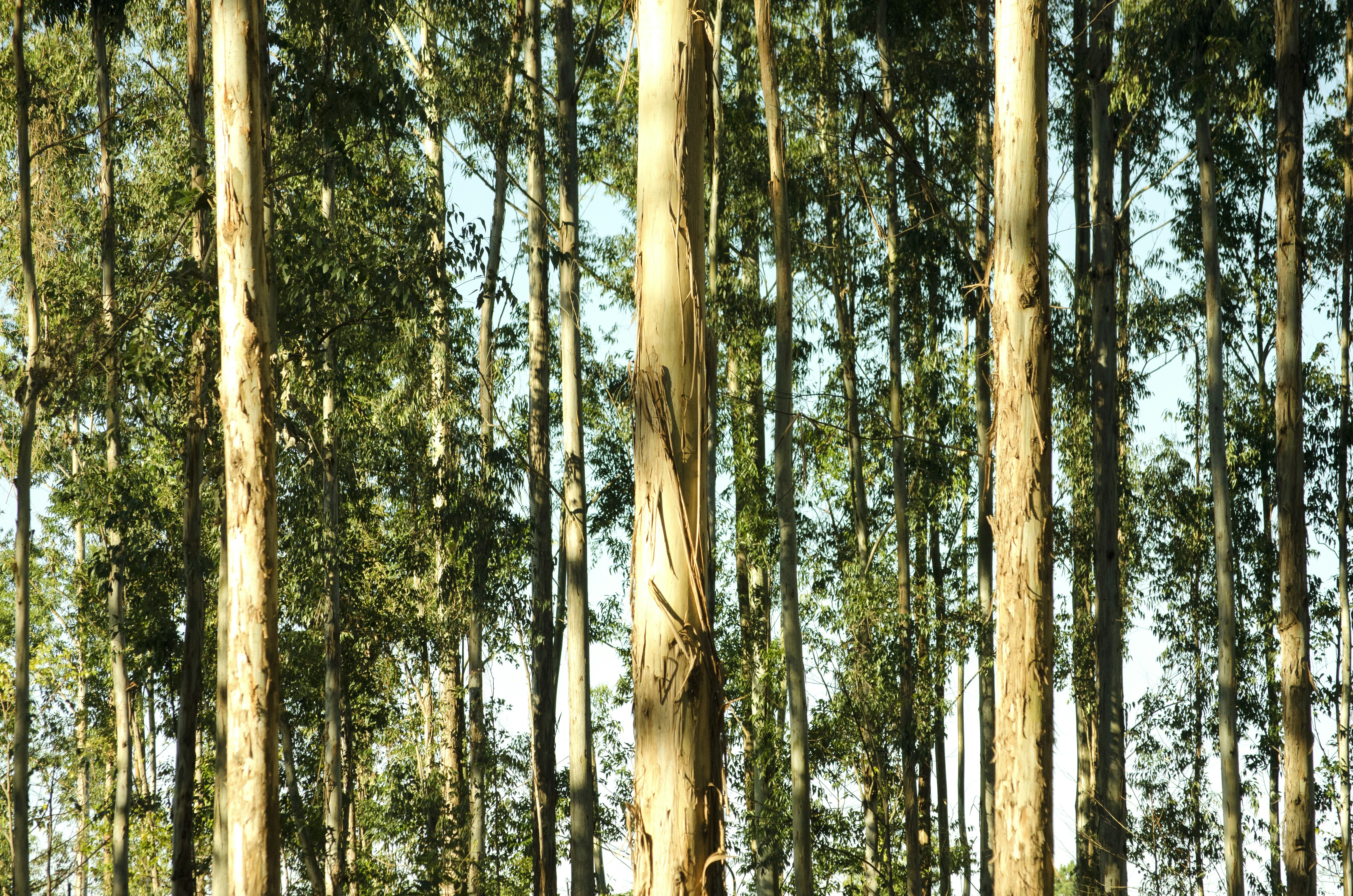 두충나무 껍질 가격