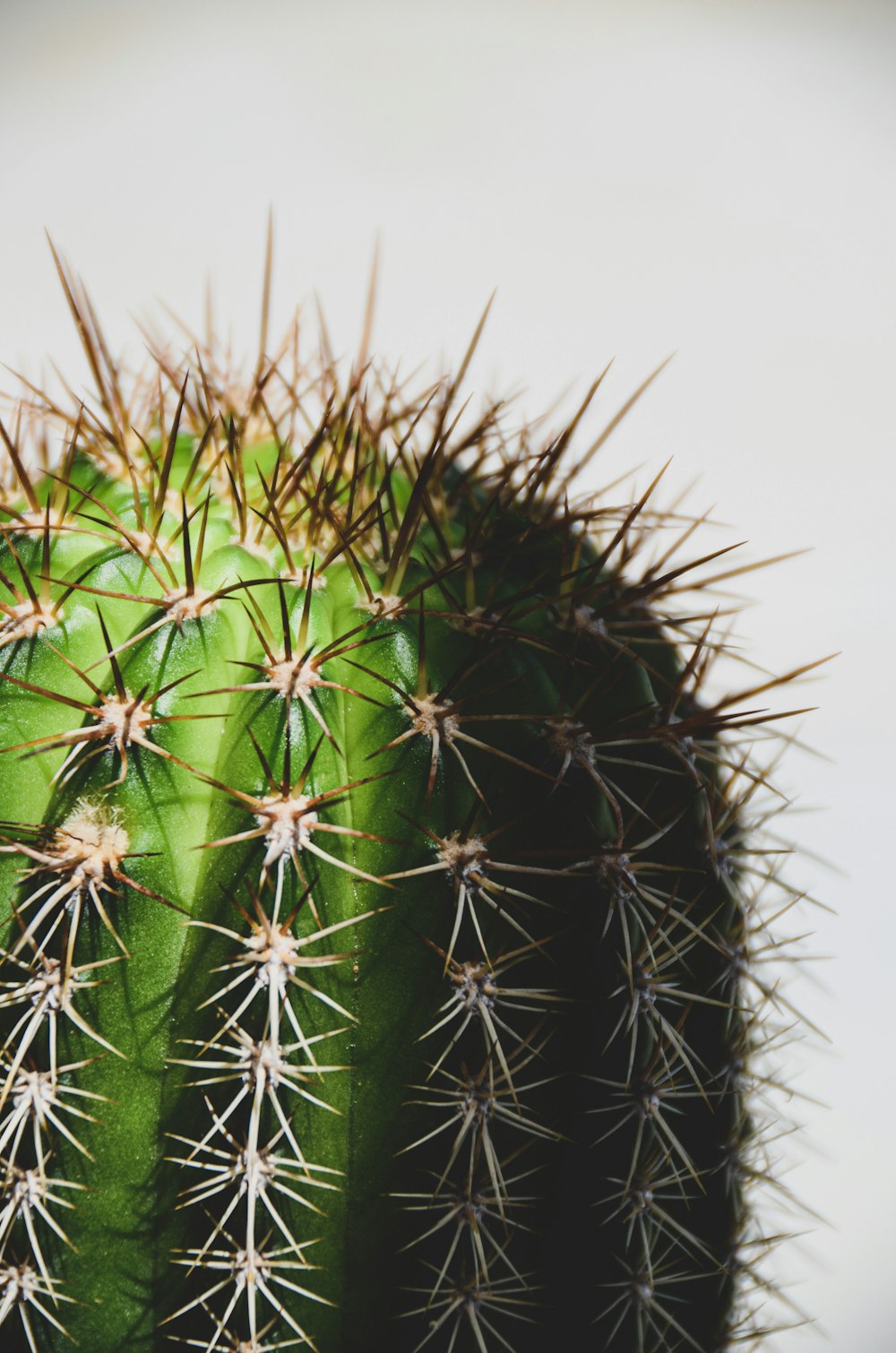 green cactus in close up photography