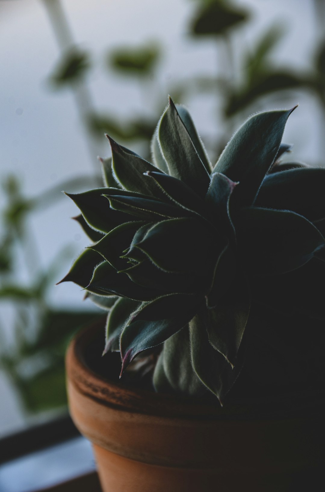 green plant in brown clay pot