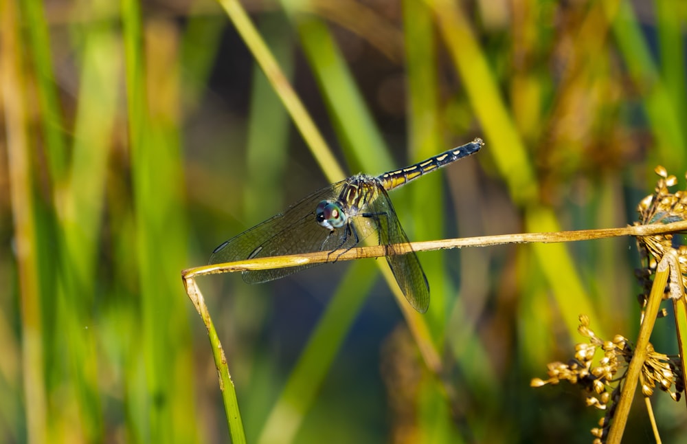 blue and black dragonfly on green grass during daytime