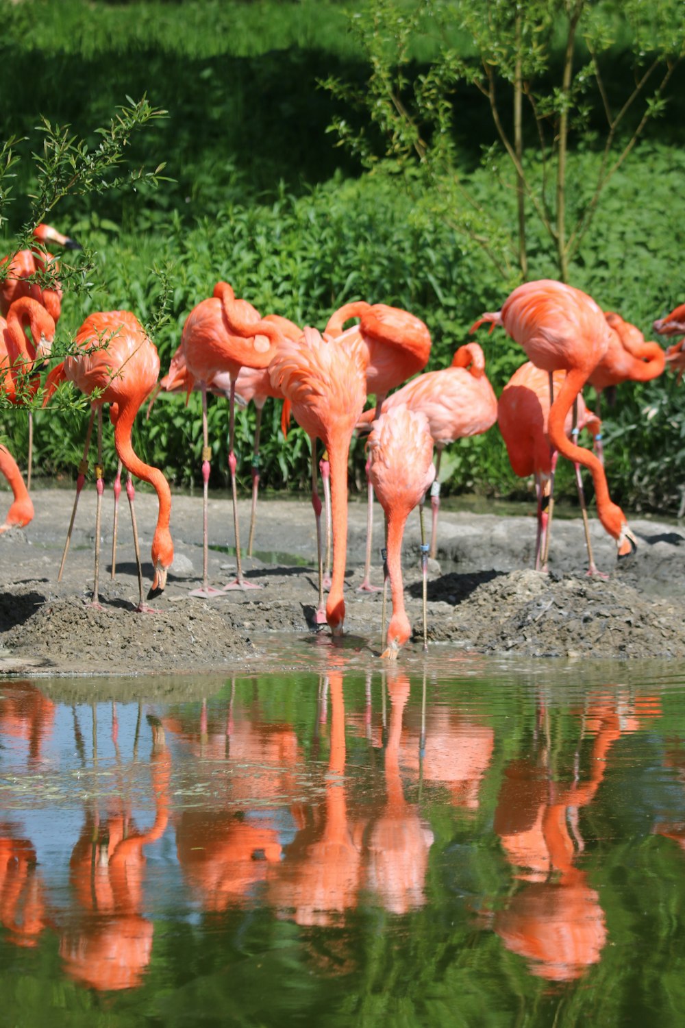 pink flamingos on body of water during daytime