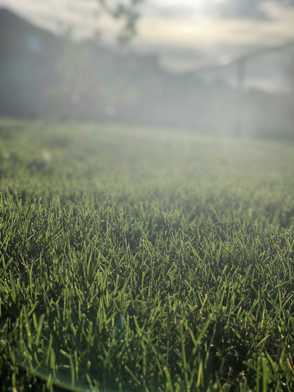 green grass field during daytime