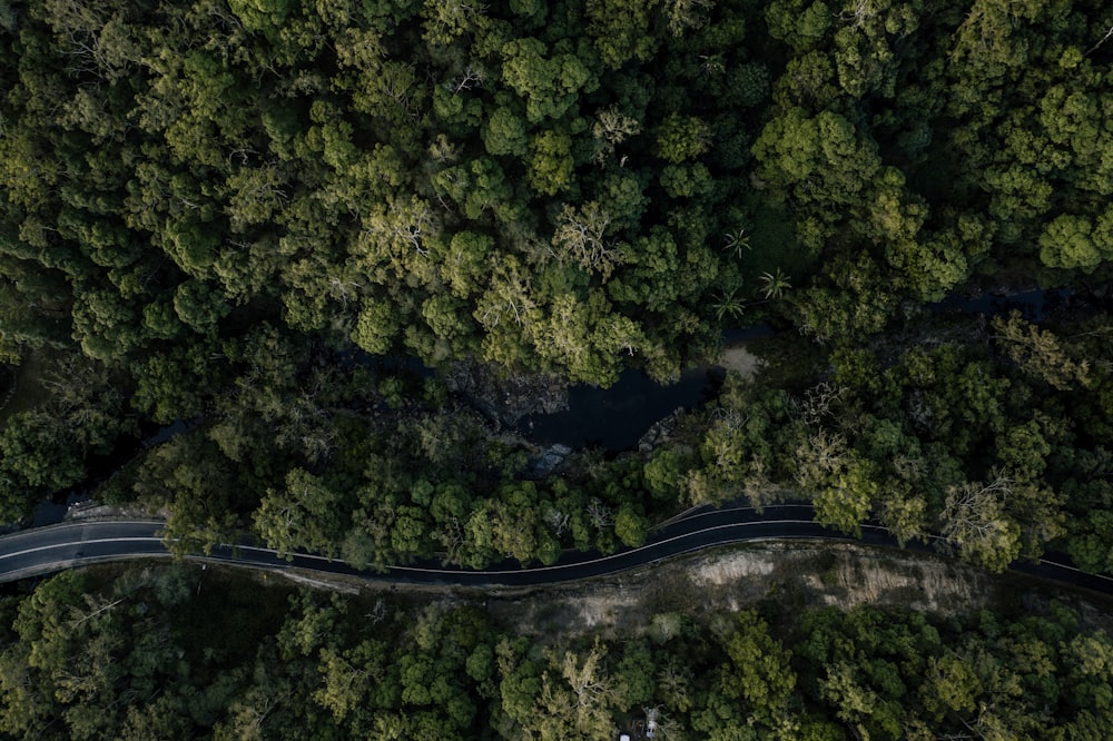 aerial view of green trees during daytime