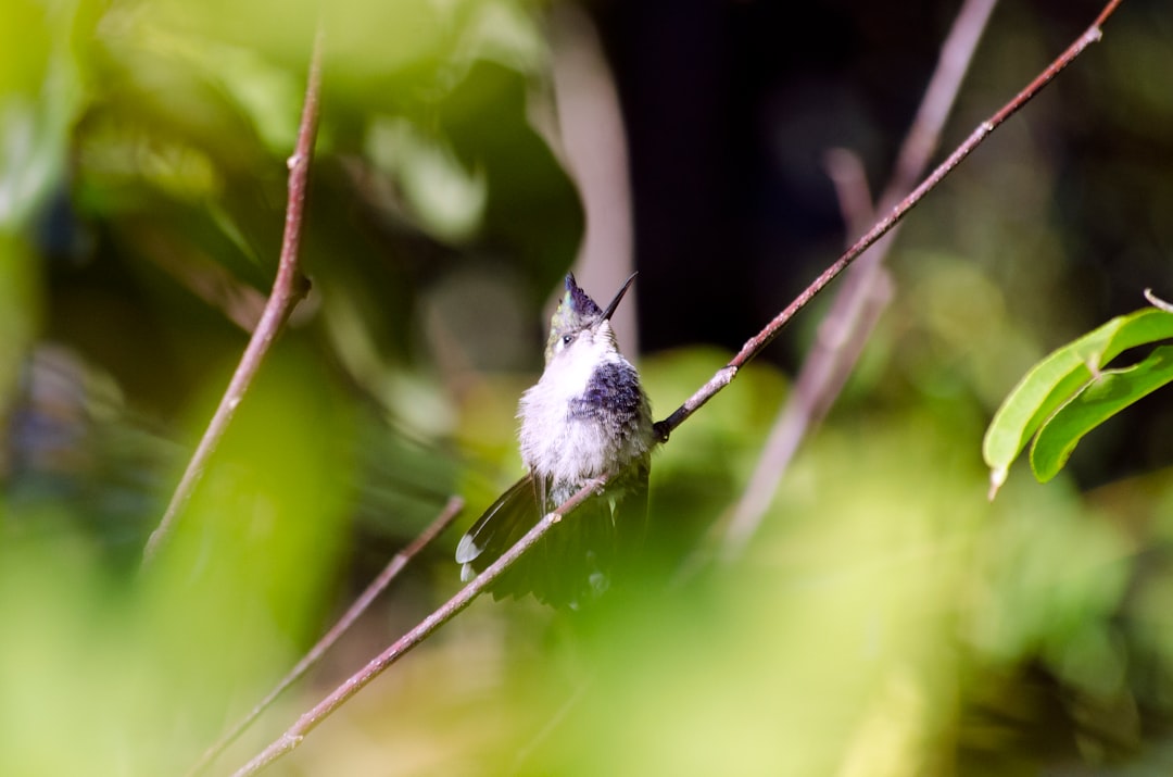 white and black bird on brown stem