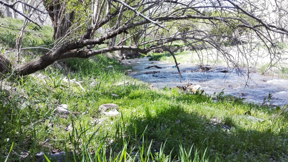 green grass field near body of water during daytime