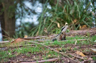 A large lizard rests on a grassy patch surrounded by dried leaves and branches. Dense, verdant foliage and trees form the backdrop, providing a natural, earthy setting.