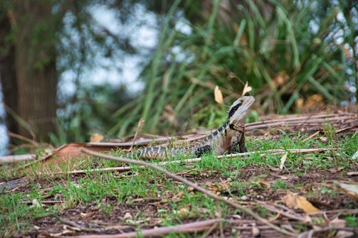 A large lizard rests on a grassy patch surrounded by dried leaves and branches. Dense, verdant foliage and trees form the backdrop, providing a natural, earthy setting.