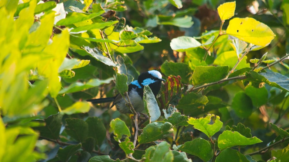 blue and white bird on green leaves during daytime