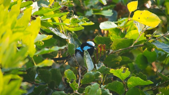 blue and white bird on green leaves during daytime in Bowral NSW Australia