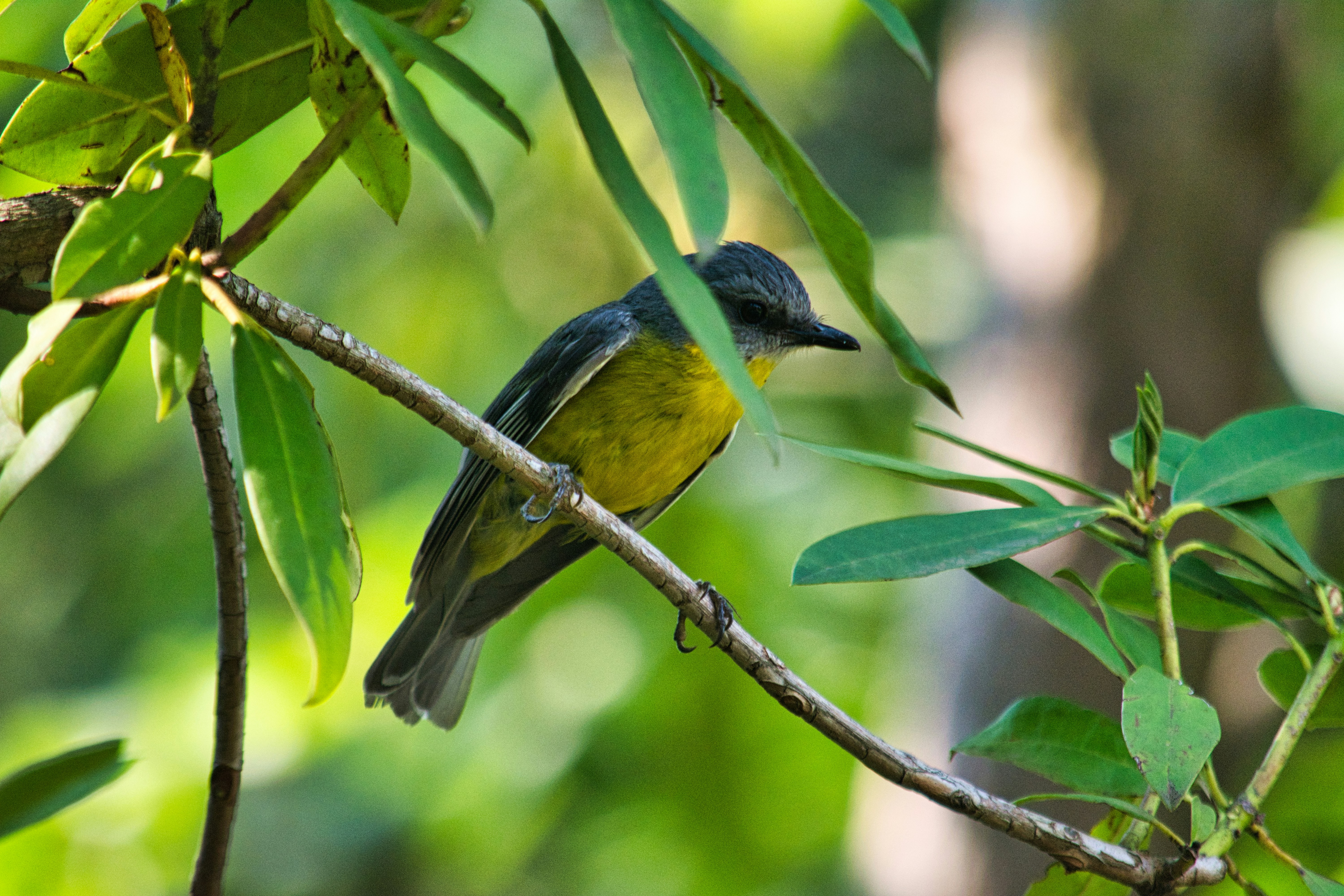 Yellow and black bird on tree branch