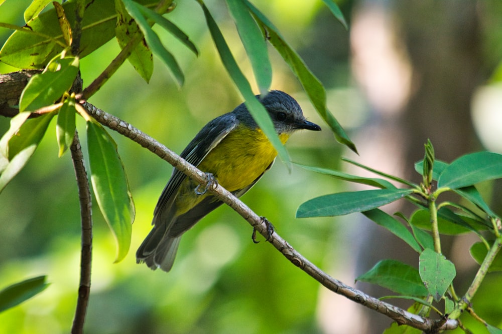 yellow and black bird on tree branch