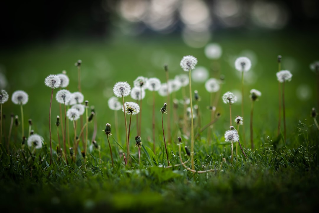 white flowers on green grass during daytime