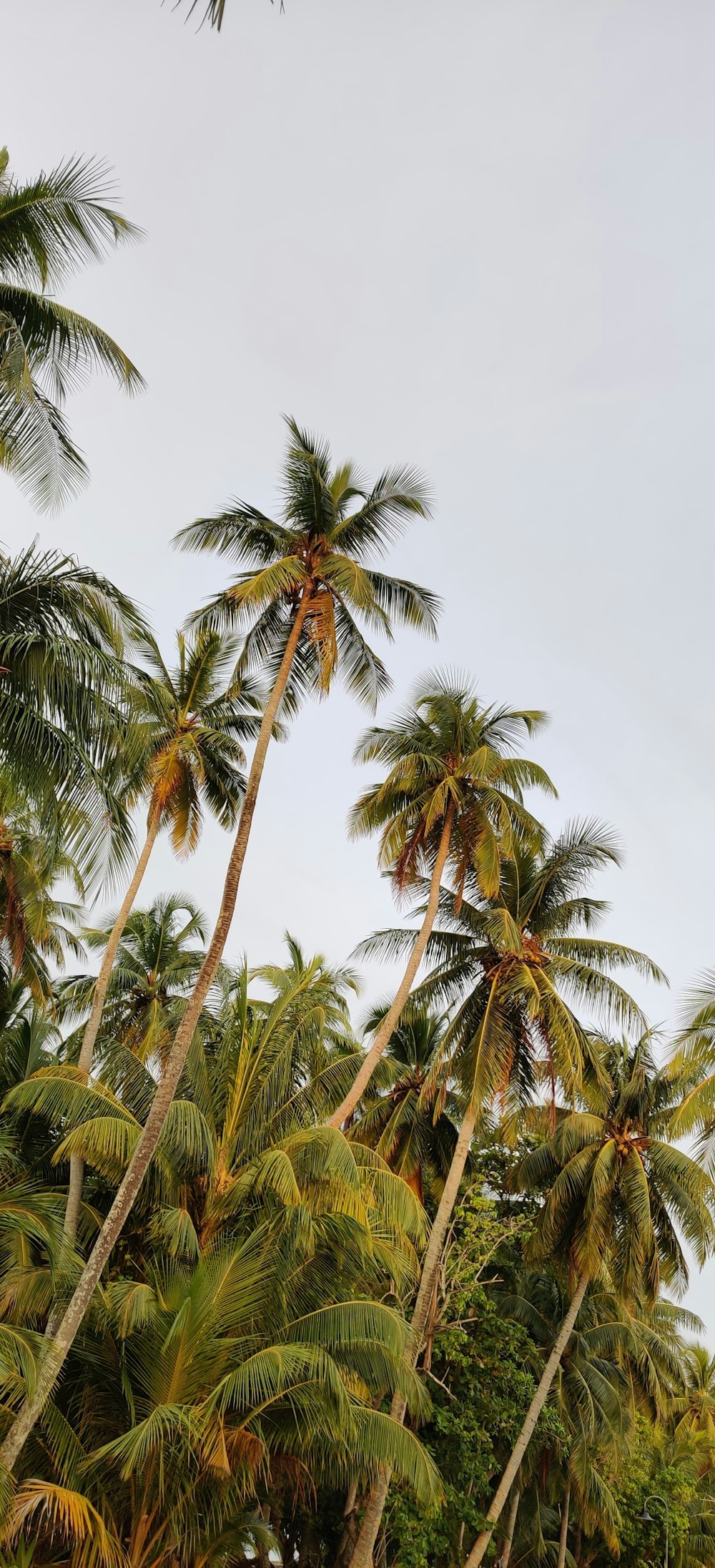 green coconut palm tree under blue sky during daytime