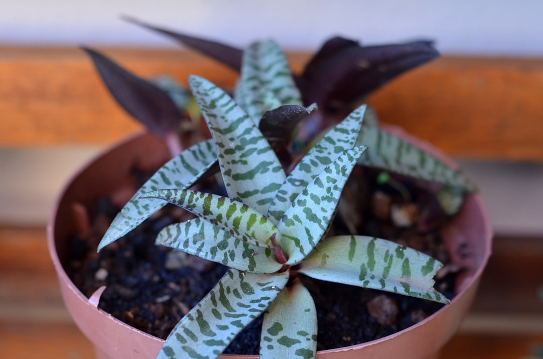 green and purple plant in brown pot