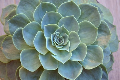 Blooming succulent