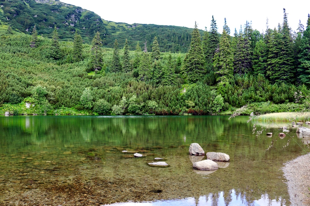 green trees beside river during daytime