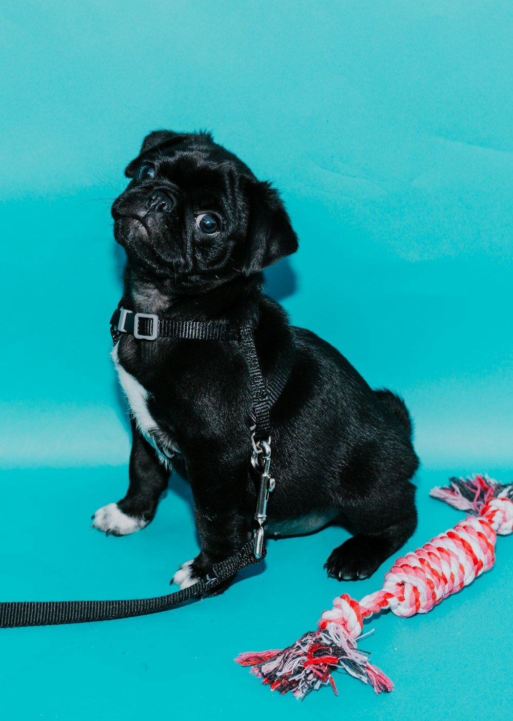 black and white short coated puppy on blue and red floral textile