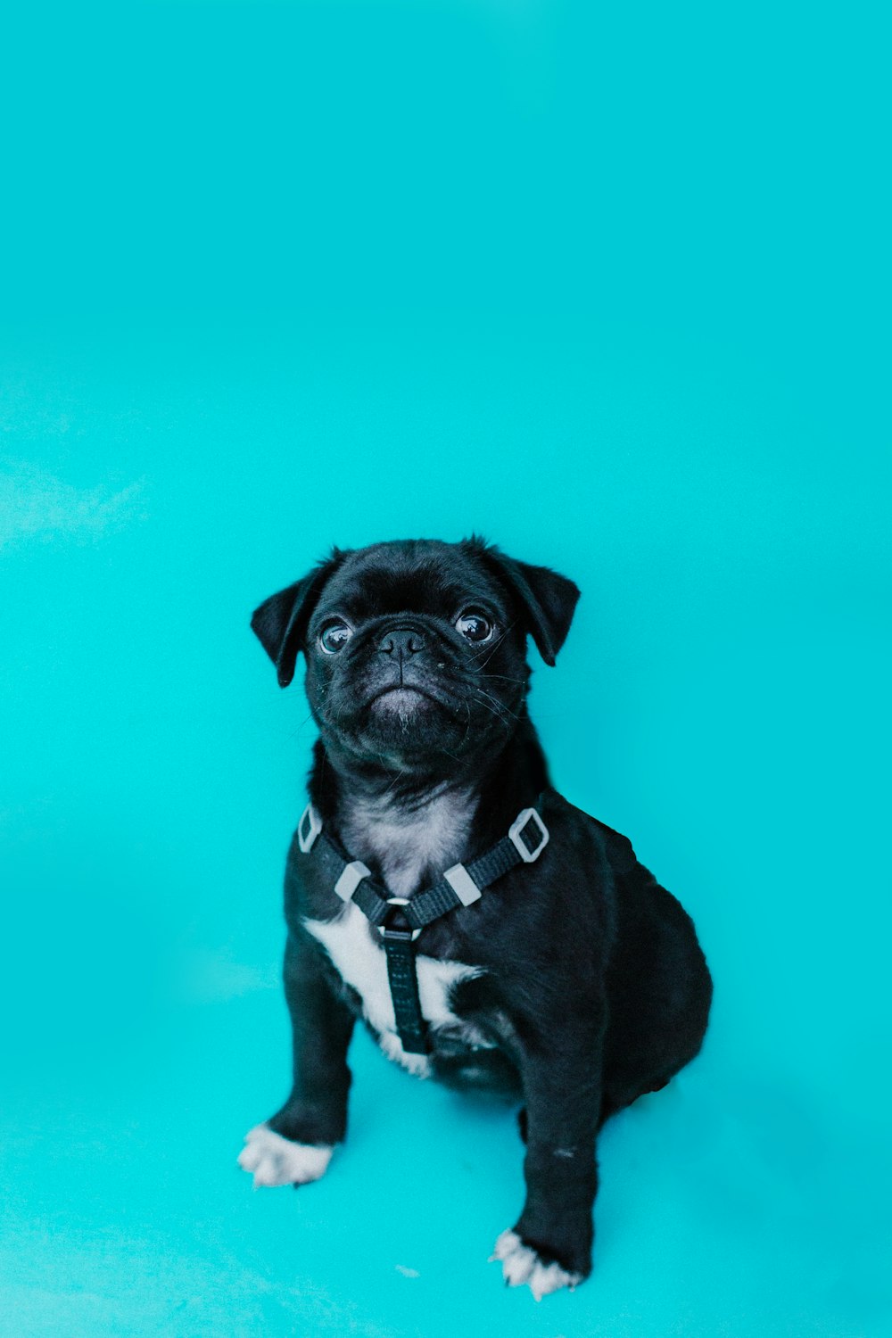 black pug puppy on green textile