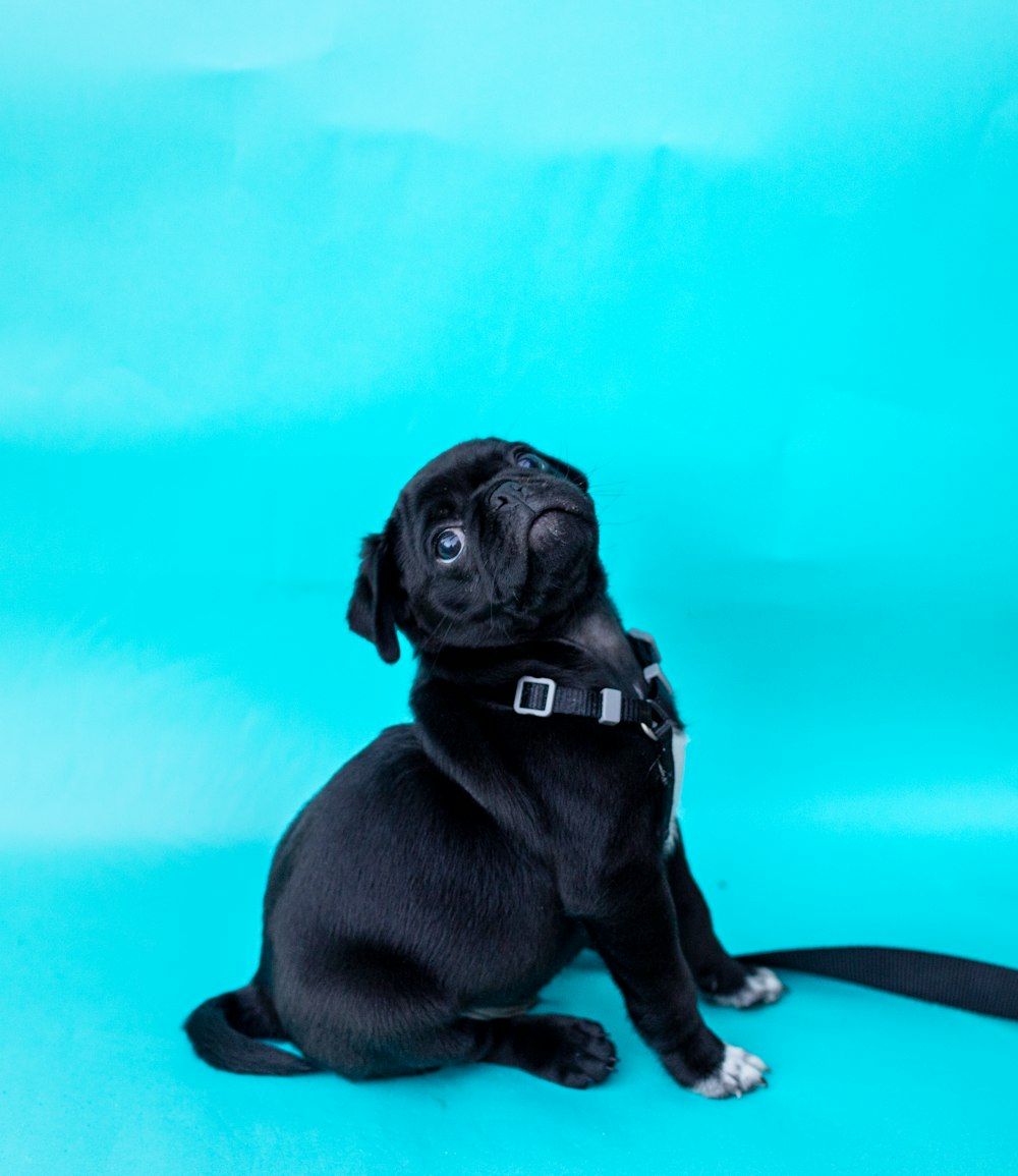 black pug puppy on blue textile