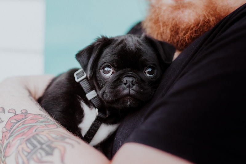 Breeder