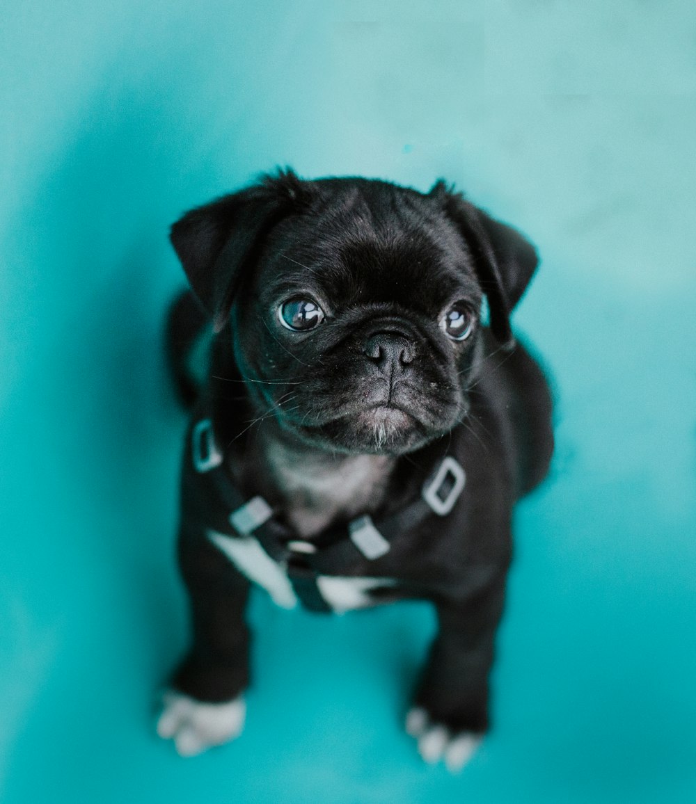 black pug puppy on green textile