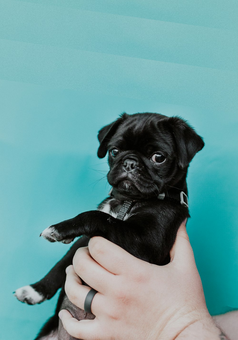 filhote de cachorro pug preto na mão das pessoas