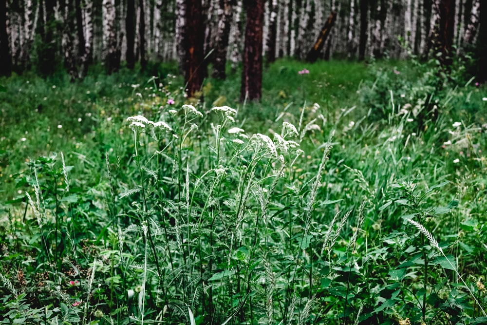 green grass field during daytime