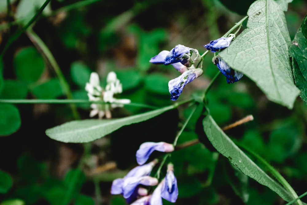 purple flower in tilt shift lens