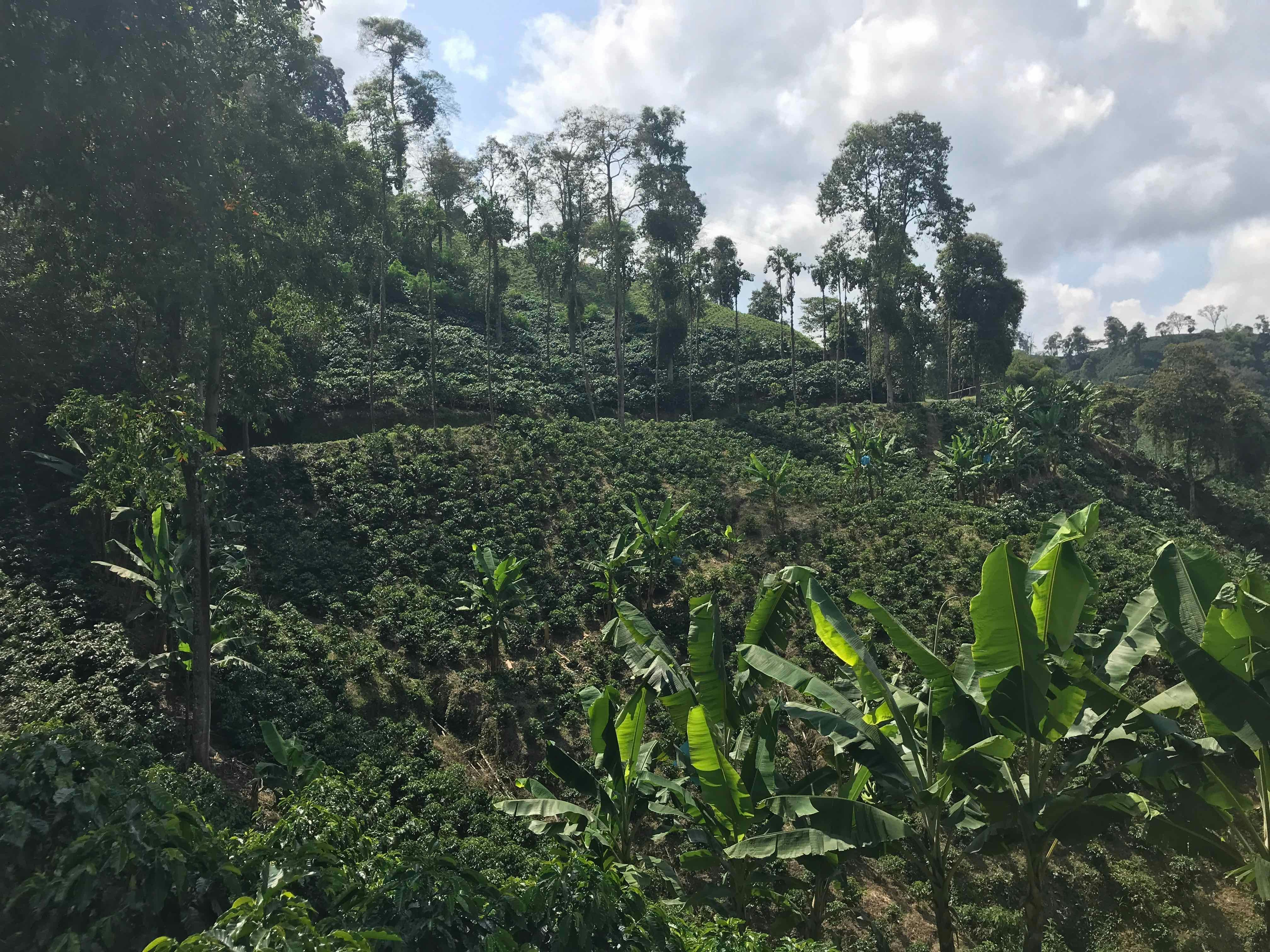 Indonesian coffee plantation in tropical forest, dark jungle atmosphere, dense green canopy overhead