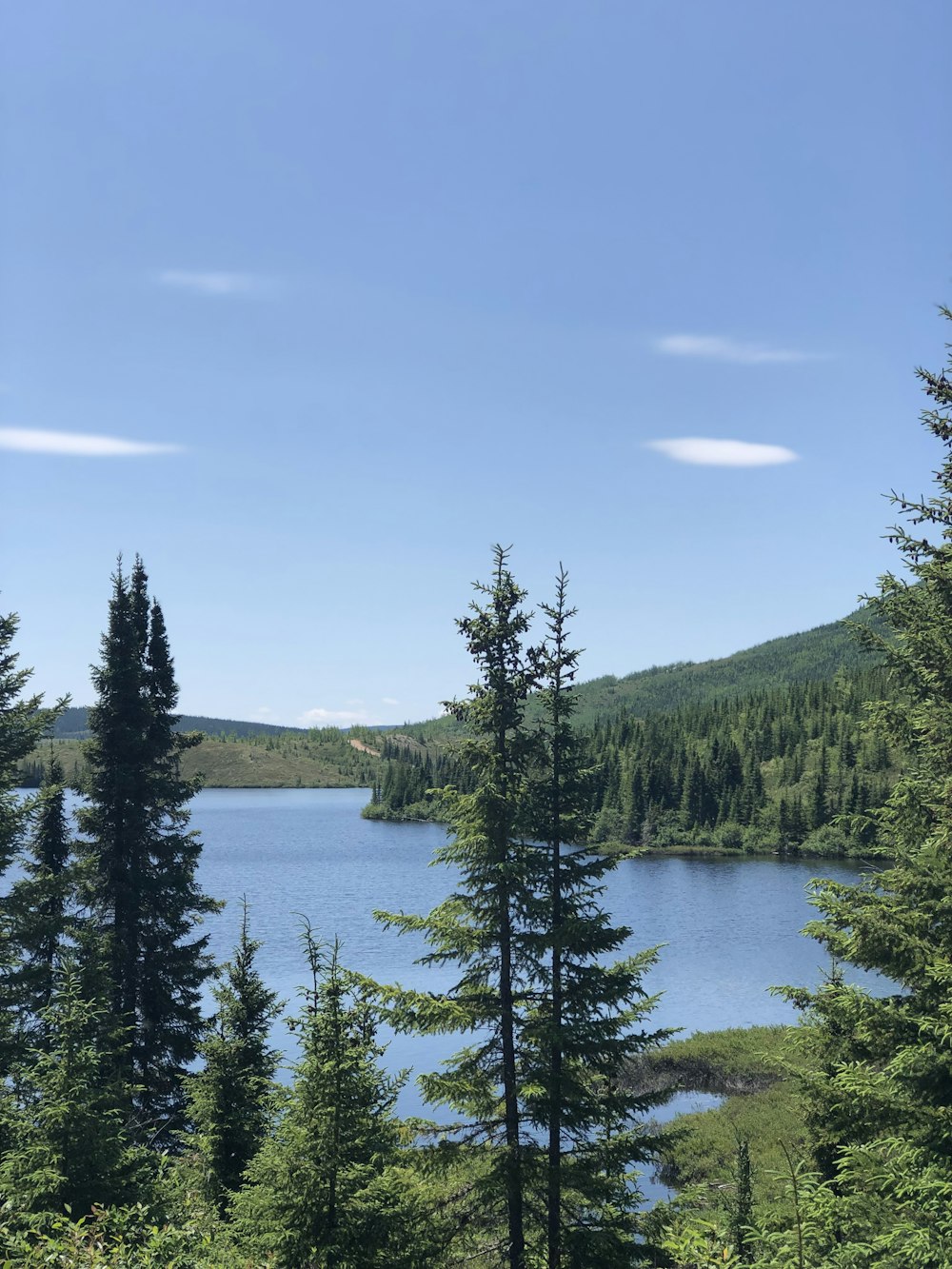 green pine trees near lake during daytime