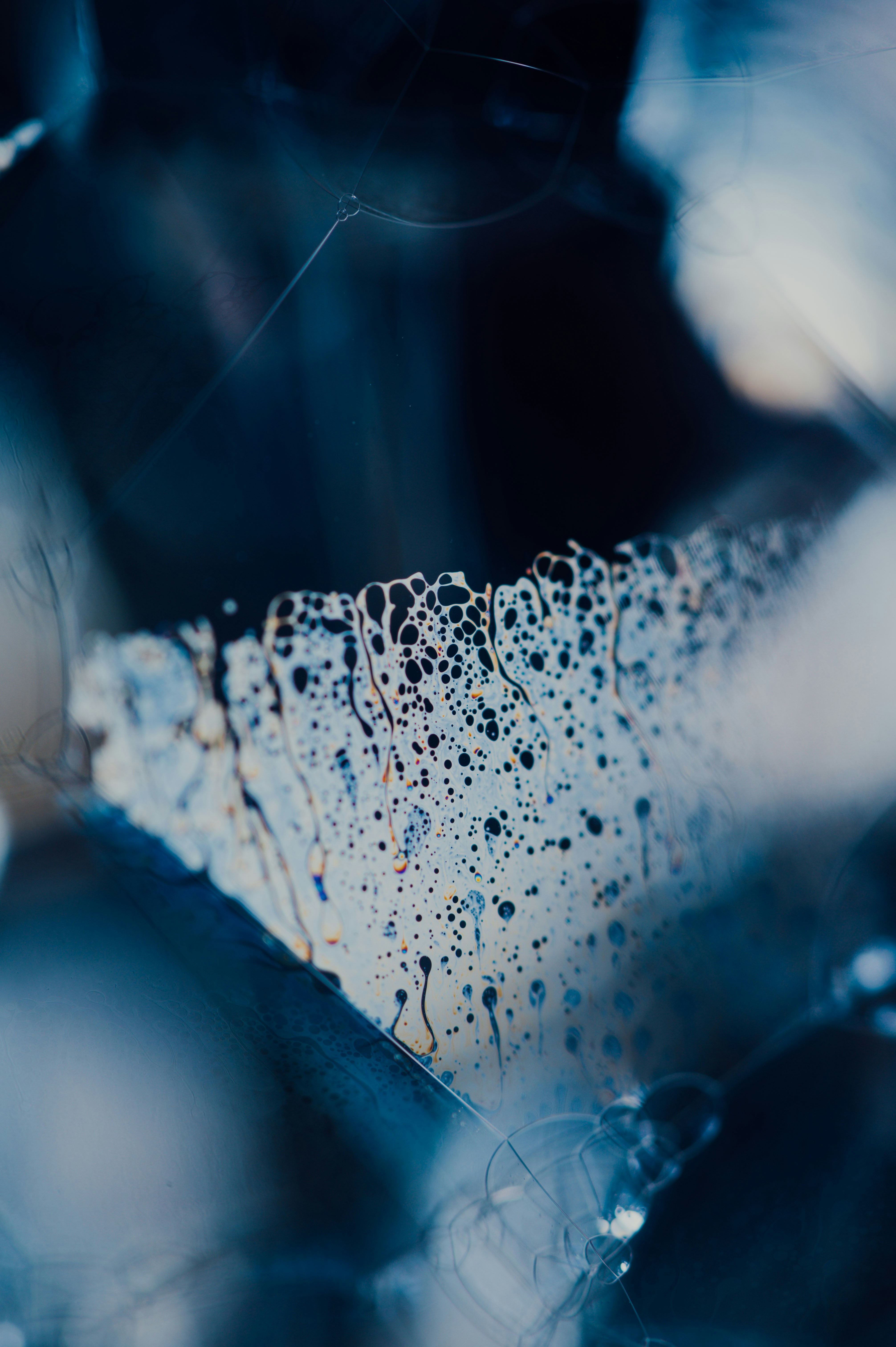 Photo by chuttersnap