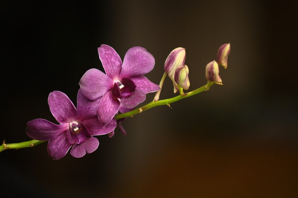 purple moth orchids in bloom close up photo