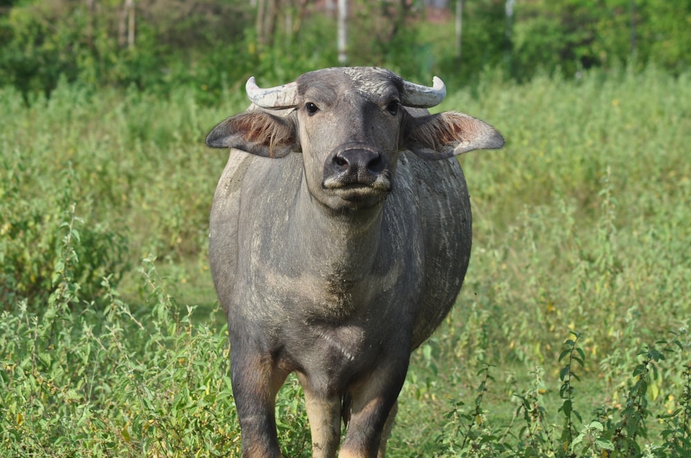 black water buffalo on green grass field during daytime