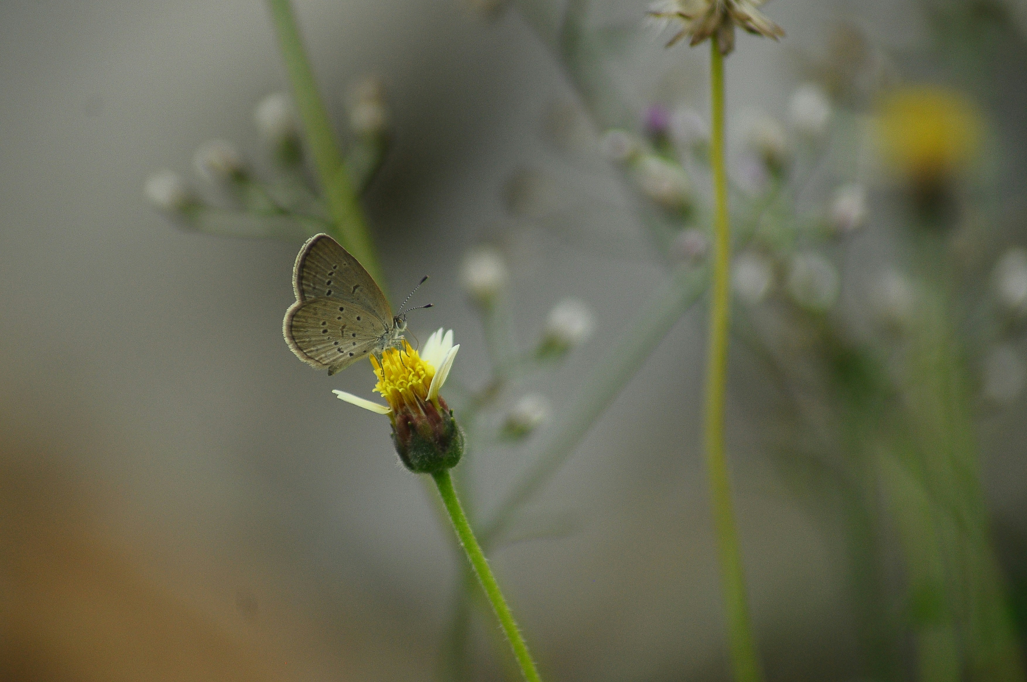 Photo by aththany
