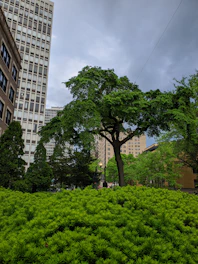 Volunteers planting trees together in a lush green urban park.
